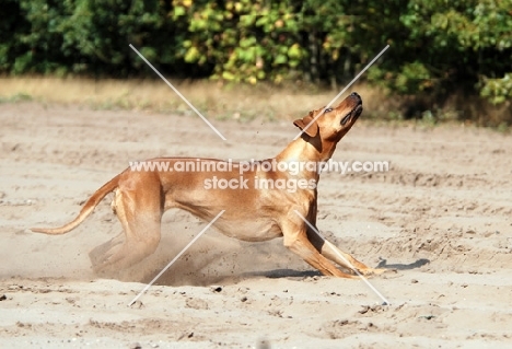 Rhodesian Ridgeback