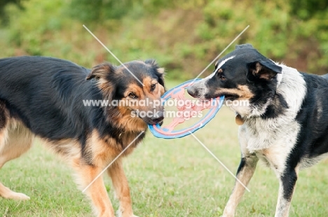 Mongrels playing with a ring