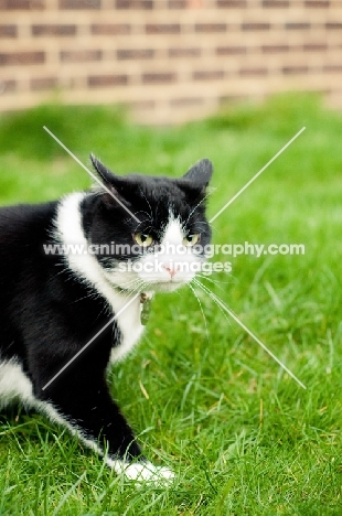 bi-coloured short haired cat walking in garden