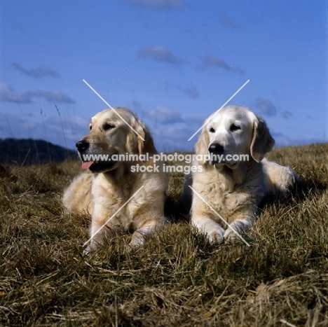 ch westley martha and ch westley mabella, two golden retrievers