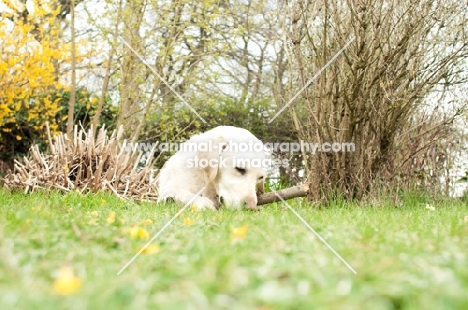 Yellow Labrador chewing stick