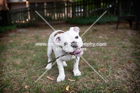 english bulldog puppy playing with stick in mouth