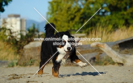 young Bernese Mountain Dog retrieving stick