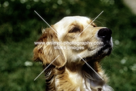 golden retriever  with proud expression