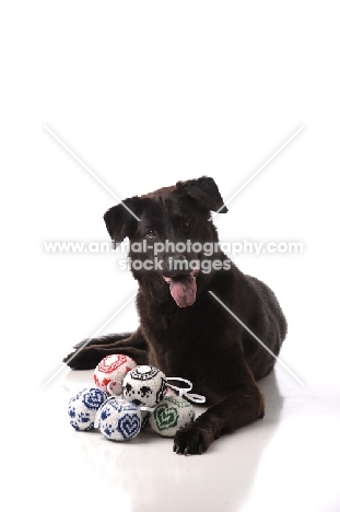 black Mongrel with toys