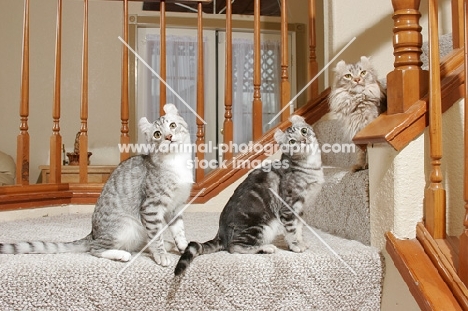 American Curl cats on stairs