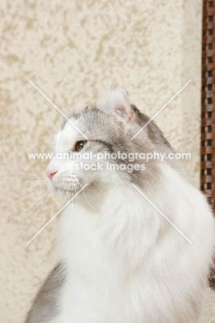 American Curl portrait