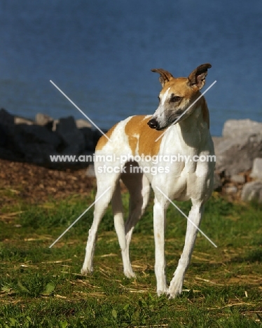 brown and white Greyhound dog standing outside