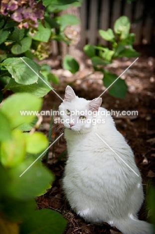 white cat sitting in greenery