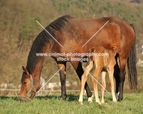 thoroughbred mare and foal