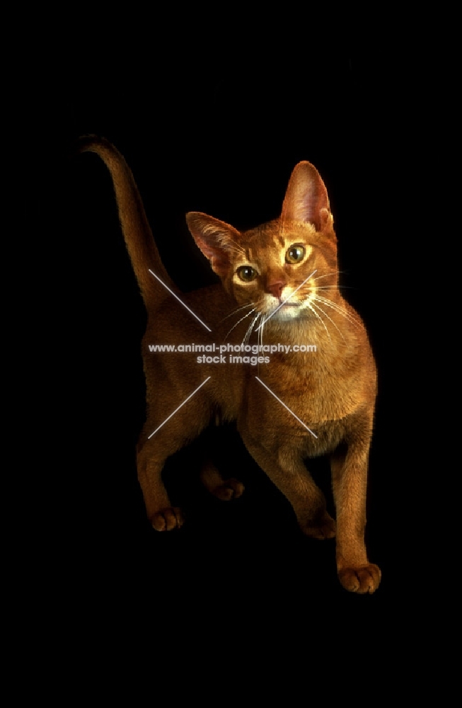 sorrel abyssinian on black background