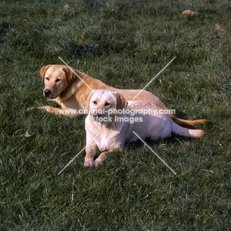 2 famous champion labradors from braeduke 