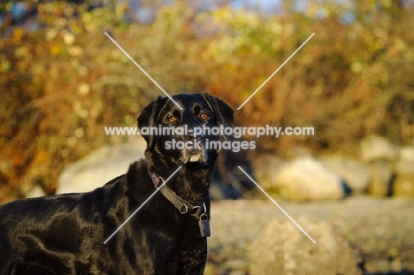 black lab