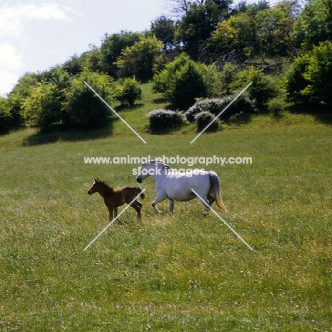 welsh mountain ponies, mare and foal at pendock stud