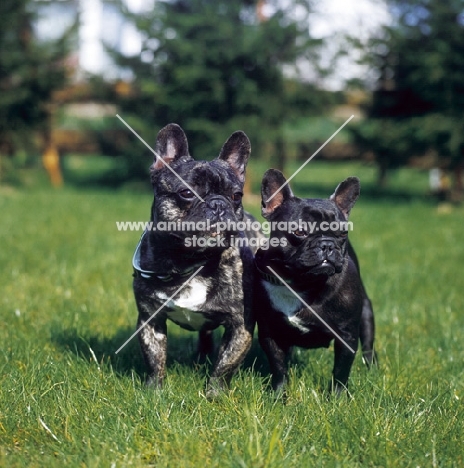 two French Bulldogs, front view