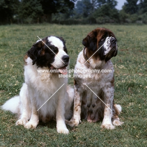 st bernards, two types