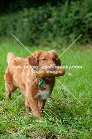 Nova Scotia Duck Tolling Retriever with dummy