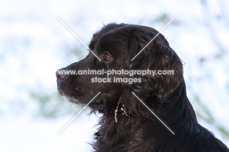 English Cocker Spaniel in profile