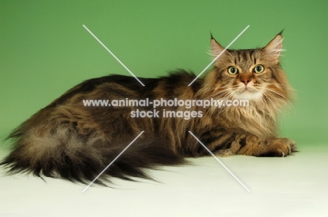 brown tabby maine coon lying on green background