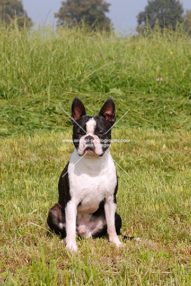 Boston Terrier sitting on grass