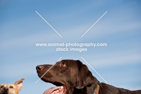 Labrador looking up