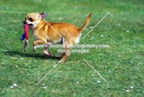 champion smooth coat chihuahua running carrying toy