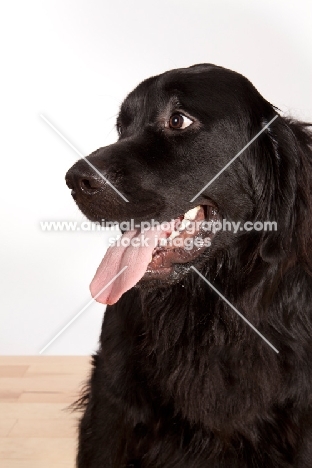 Newfoundland mixed breed portrait