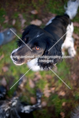 black and white english springer spaniel looking up towards owner