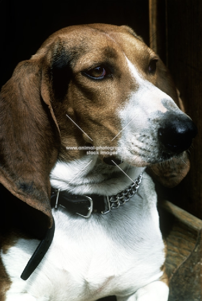 handsome hound