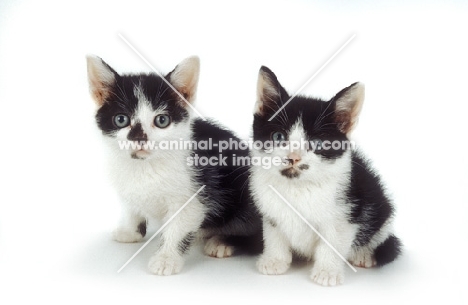 two black and white kittens