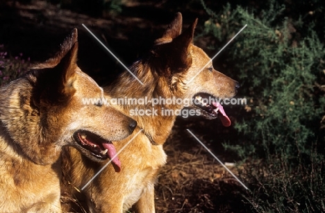 two australian cattle dogs, head shot,