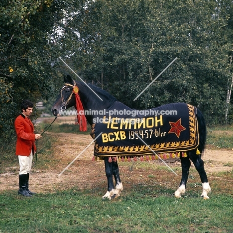 quadrat / kvadrat, elderly famous orlov trotter in russia