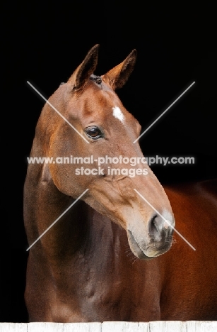 brown thoroughbread horse on black background