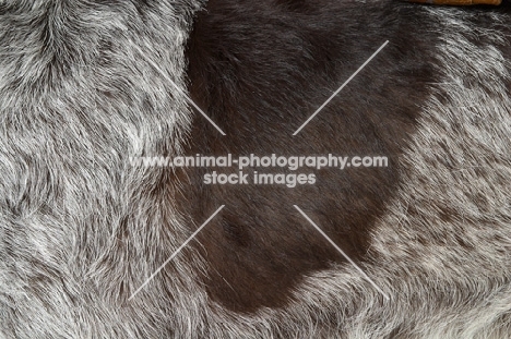 German Wirehaired Pointer close up of brown roan coat