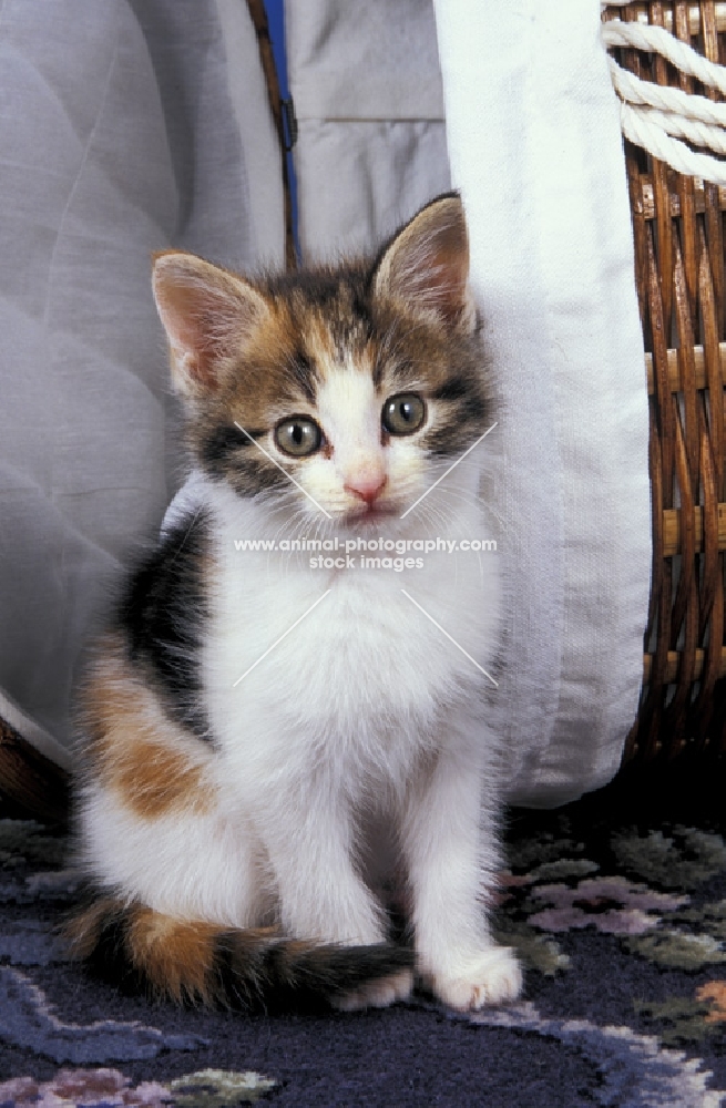 tortie and white kitten near basket