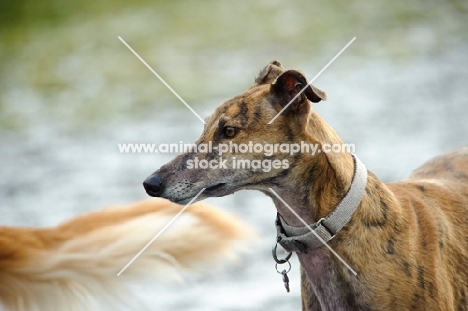 Greyhound wearing collar