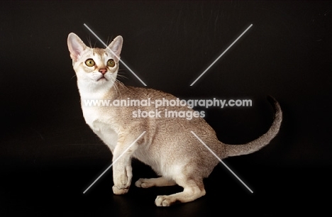 Singapura cat on dark background, looking up