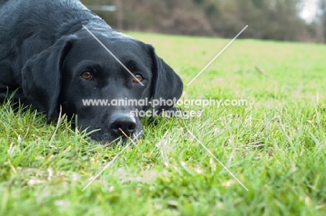 black Labrador Retriever lying on grass