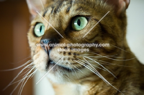 Bengal cat close up