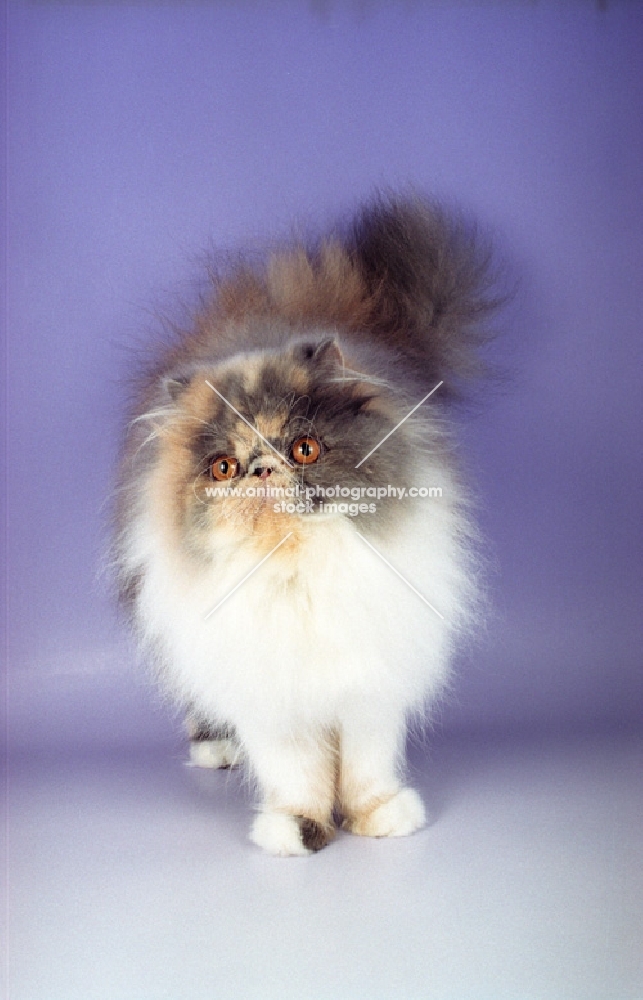 dilute Persian cat on purple background