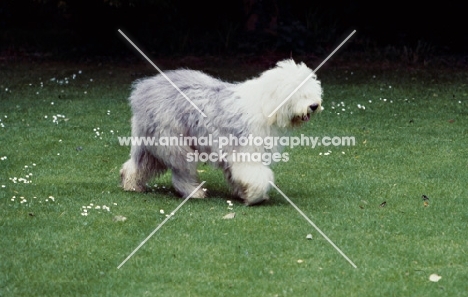 old english sheepdog walking on grass