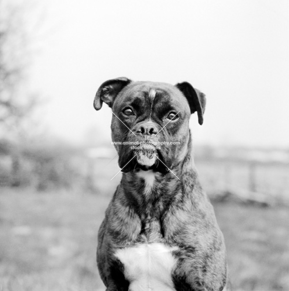 doubtful boxer with flying ears