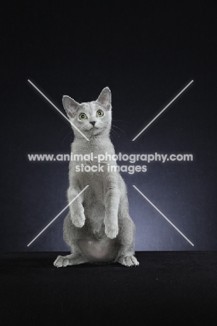 10 week old Russian Blue kitten standing on hind legs