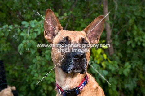 Malinois mixed breed dog head shot with greenery background.