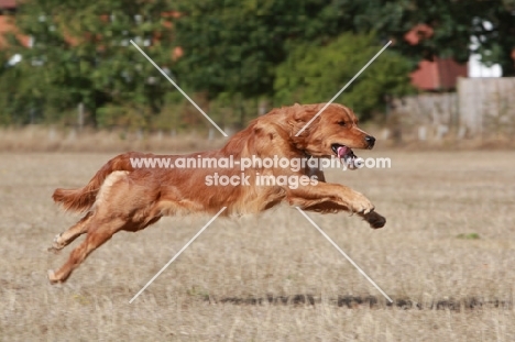 Golden retriever at full speed