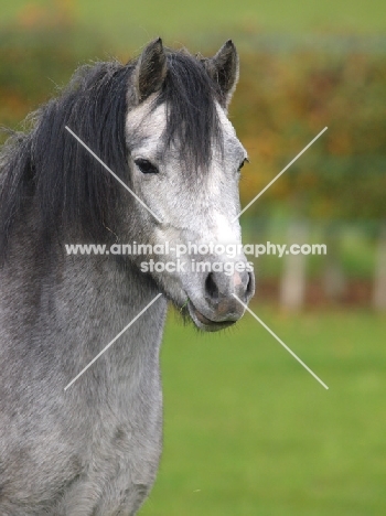 Welsh Mountain Pony (Section A) portrait