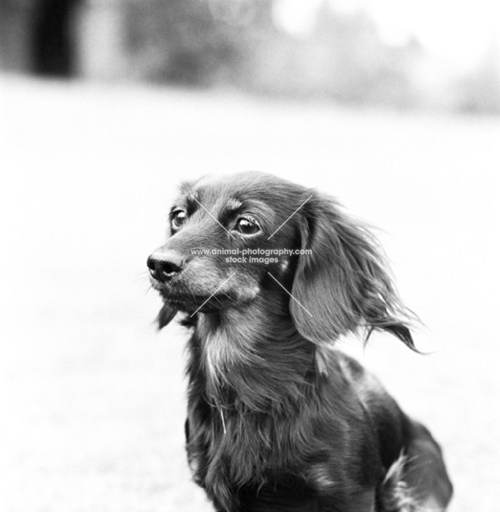 pet miniature long haired dachshund