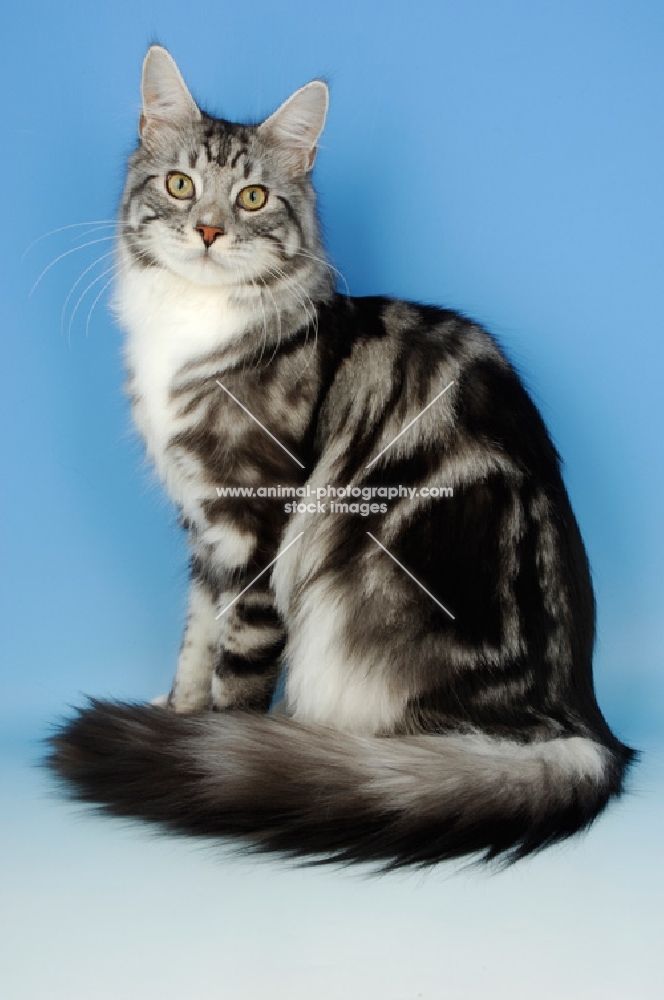 silver tabby maine coon, sitting