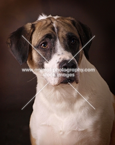 mongrel dog in studio, portrait