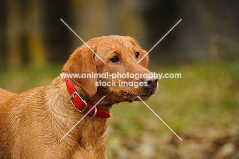 Labrador Retriever standing in countryside with red collar